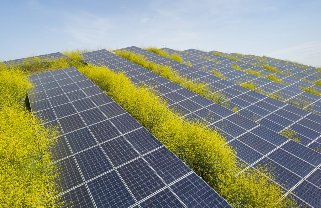 Solar panels surrounded by mustard plants at solar farm, Geldermalsen, Gelderland, Netherlands